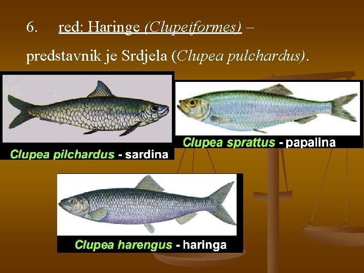 6. red: Haringe (Clupeiformes) – predstavnik je Srdjela (Clupea pulchardus). 