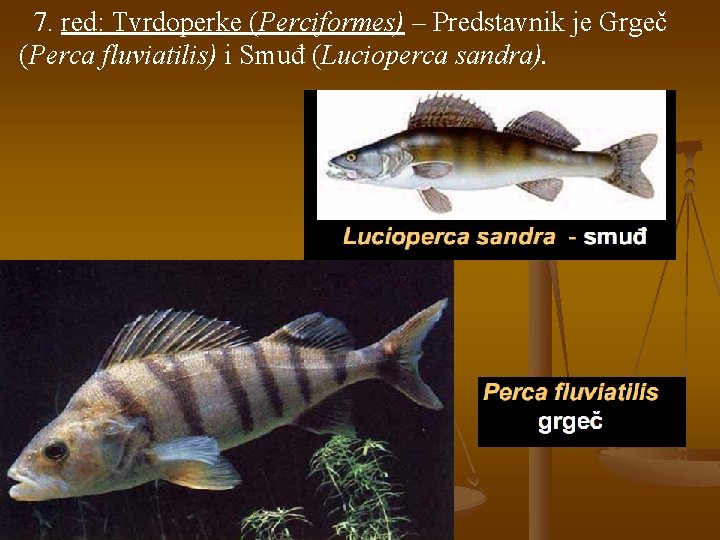  7. red: Tvrdoperke (Perciformes) – Predstavnik je Grgeč (Perca fluviatilis) i Smuđ (Lucioperca
