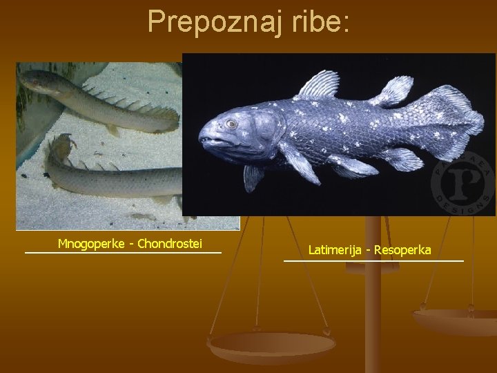 Prepoznaj ribe: Mnogoperke - Chondrostei Latimerija - Resoperka 