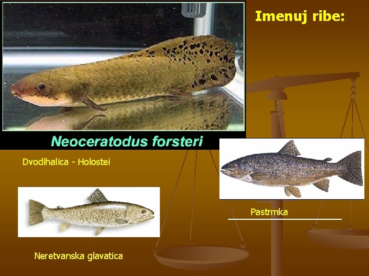 Imenuj ribe: Dvodihalica - Holostei Pastrmka Neretvanska glavatica 