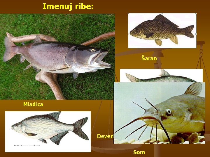 Imenuj ribe: Šaran Mrena Mladica Deverika Som 