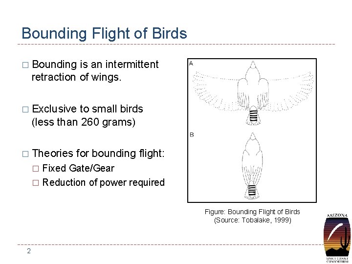Bounding Flight of Birds � Bounding is an intermittent retraction of wings. � Exclusive