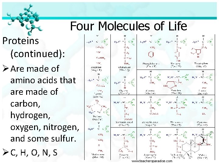 Four Molecules of Life Proteins (continued): Ø Are made of amino acids that are