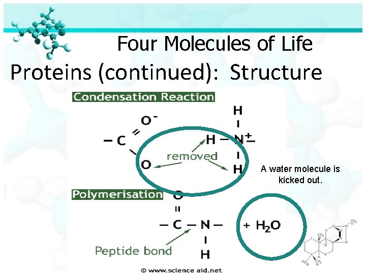 Four Molecules of Life Proteins (continued): Structure A water molecule is kicked out. 