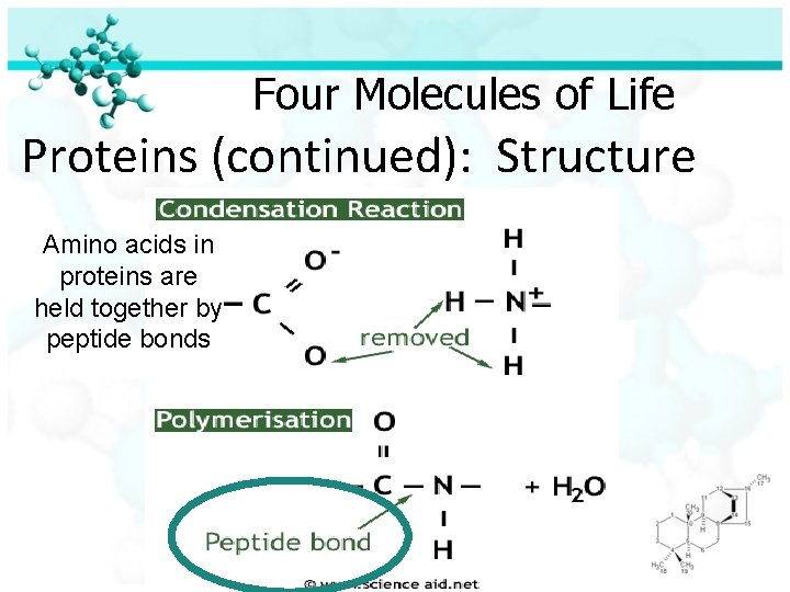 Four Molecules of Life Proteins (continued): Structure Amino acids in proteins are held together