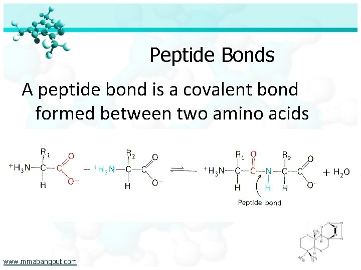 Peptide Bonds A peptide bond is a covalent bond formed between two amino acids