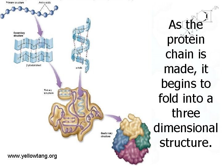 As the protein chain is made, it begins to fold into a three dimensional