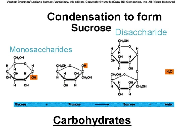 Condensation to form Disaccharide Monosaccharides Carbohydrates 