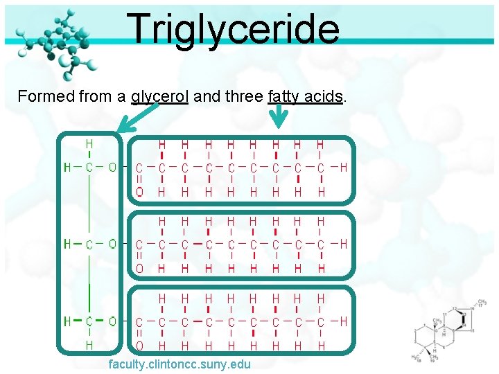 Triglyceride Formed from a glycerol and three fatty acids. faculty. clintoncc. suny. edu 
