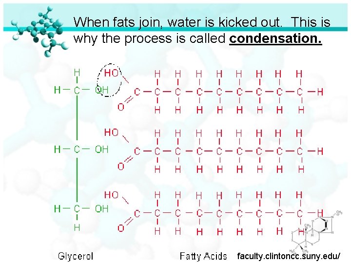 When fats join, water is kicked out. This is why the process is called