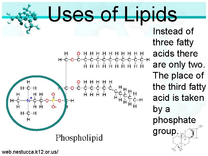 Uses of Lipids Instead of three fatty acids there are only two. The place