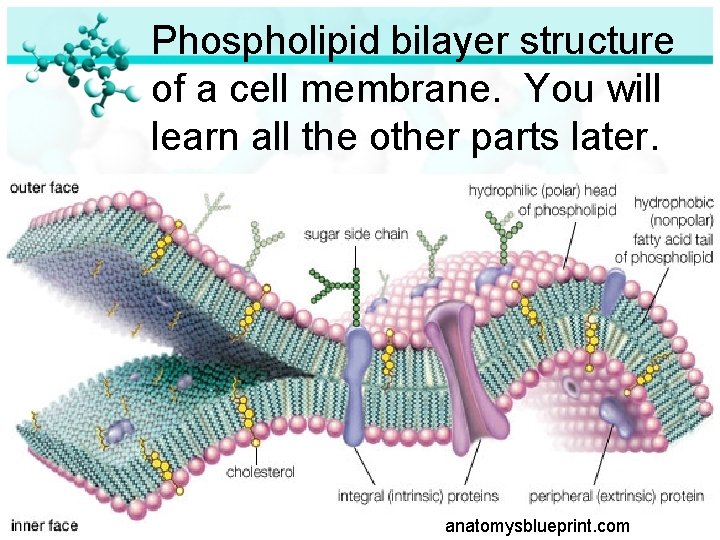 Phospholipid bilayer structure of a cell membrane. You will learn all the other parts