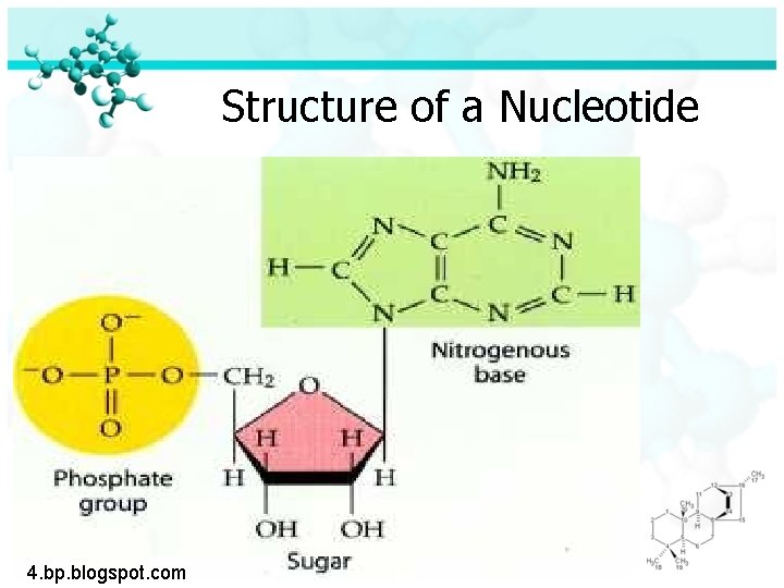 Structure of a Nucleotide 4. bp. blogspot. com 