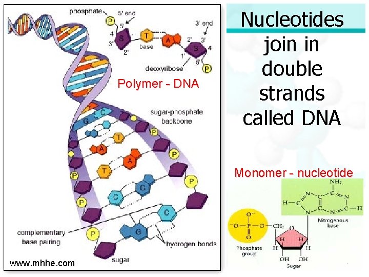 Polymer - DNA Nucleotides join in double strands called DNA Monomer - nucleotide www.