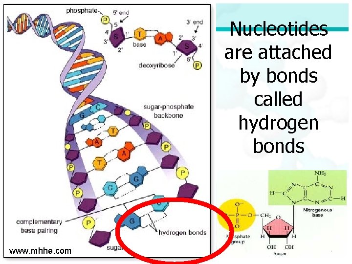 Nucleotides are attached by bonds called hydrogen bonds www. mhhe. com 