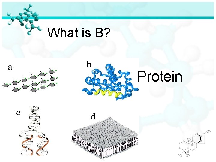 What is B? Protein 