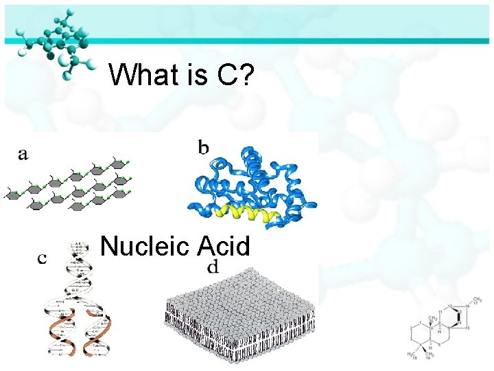 What is C? Nucleic Acid 