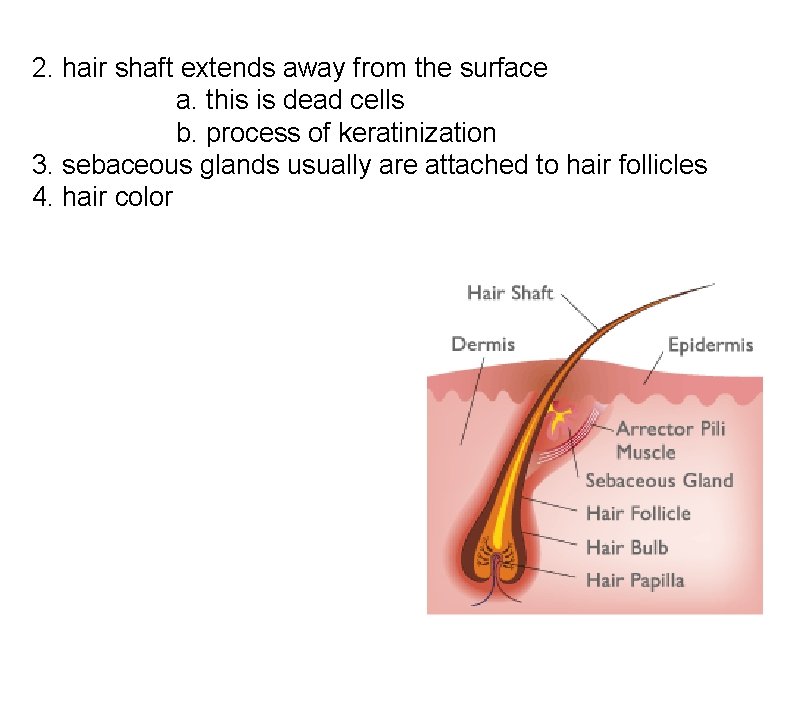 2. hair shaft extends away from the surface a. this is dead cells b. 2. hair shaft extends away from the surface a. this is dead cells b.