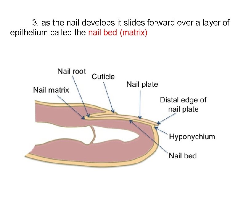 3. as the nail develops it slides forward over a layer of epithelium called