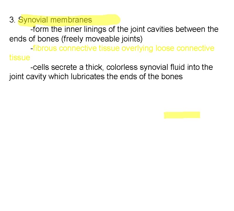 3. Synovial membranes -form the inner linings of the joint cavities between the ends 3. Synovial membranes -form the inner linings of the joint cavities between the ends
