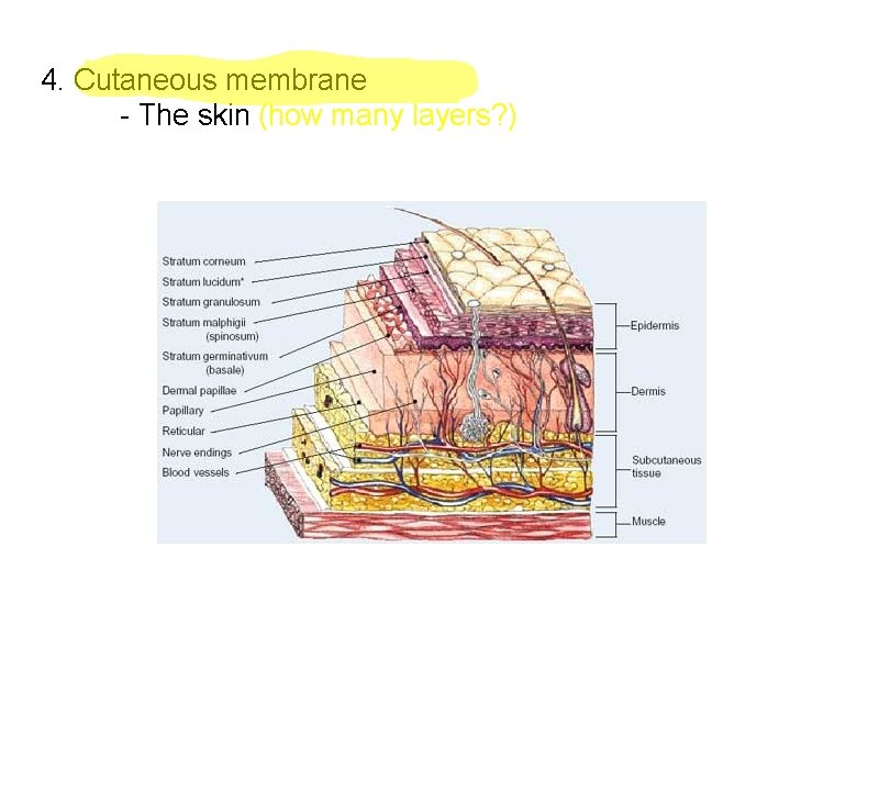 4. Cutaneous membrane - The skin (how many layers? ) 