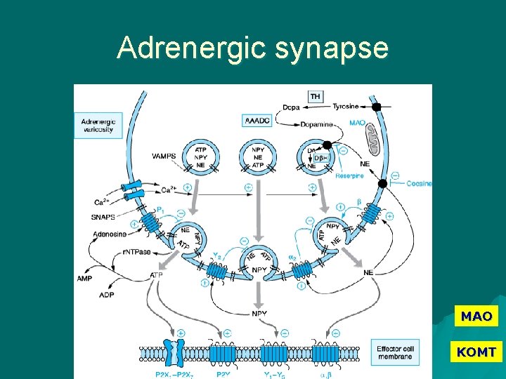 Adrenergic synapse MAO KOMT 