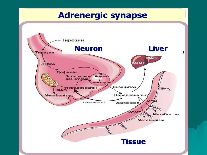 Adrenergic synapse Liver Neuron Tissue 