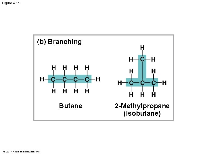 Figure 4. 5 b (b) Branching Butane © 2017 Pearson Education, Inc. 2 -Methylpropane