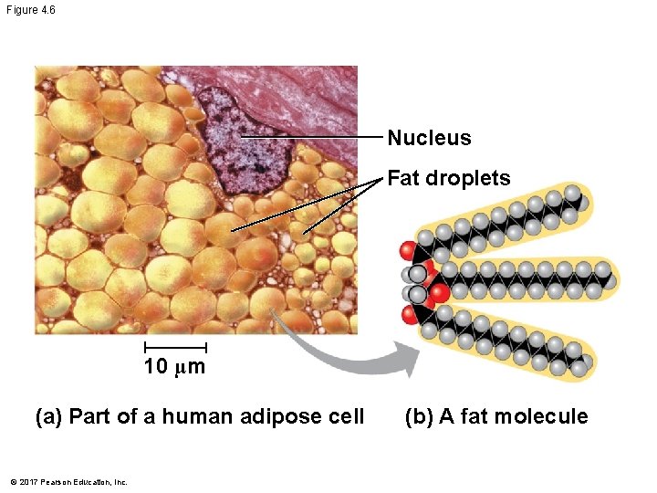 Figure 4. 6 Nucleus Fat droplets 10 µm (a) Part of a human adipose