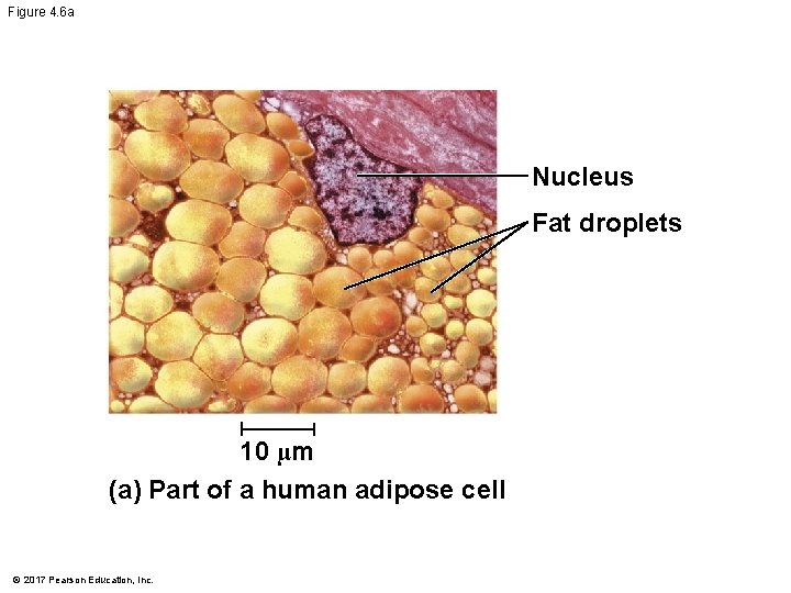 Figure 4. 6 a Nucleus Fat droplets 10 µm (a) Part of a human