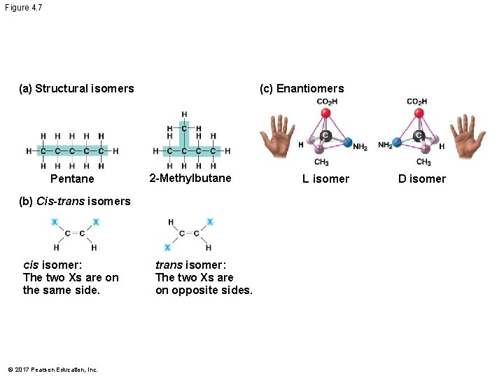 Figure 4. 7 (a) Structural isomers Pentane (c) Enantiomers 2 -Methylbutane (b) Cis-trans isomers