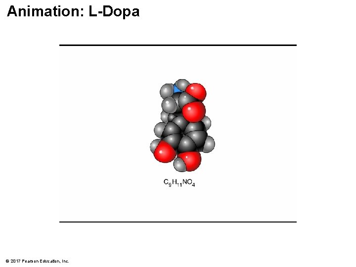 Animation: L-Dopa © 2017 Pearson Education, Inc. 