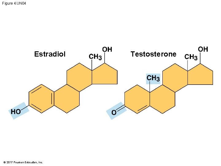 Figure 4. UN 04 Estradiol © 2017 Pearson Education, Inc. Testosterone 