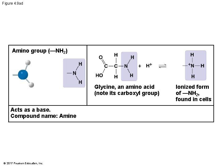 Figure 4. 9 ad Amino group (—NH 2) Glycine, an amino acid (note its