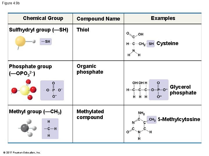 Figure 4. 9 b Chemical Group Sulfhydryl group (—SH) Compound Name Examples Thiol Cysteine