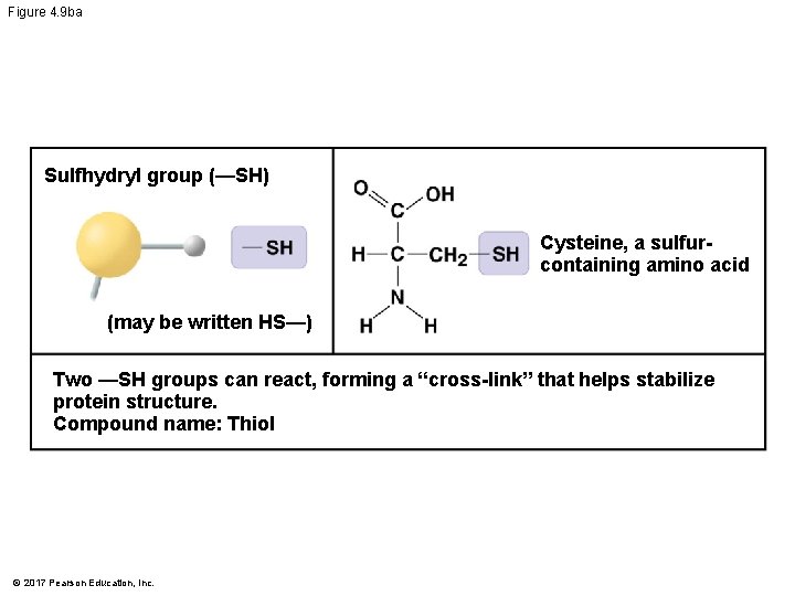 Figure 4. 9 ba Sulfhydryl group (—SH) Cysteine, a sulfurcontaining amino acid (may be