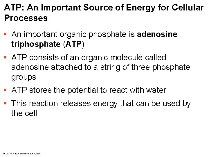 ATP: An Important Source of Energy for Cellular Processes § An important organic phosphate