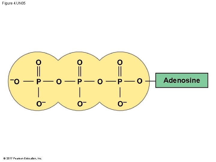 Figure 4. UN 05 Adenosine © 2017 Pearson Education, Inc. 