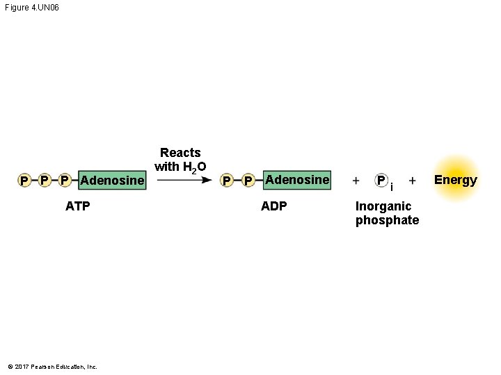 Figure 4. UN 06 P P P Adenosine ATP © 2017 Pearson Education, Inc.