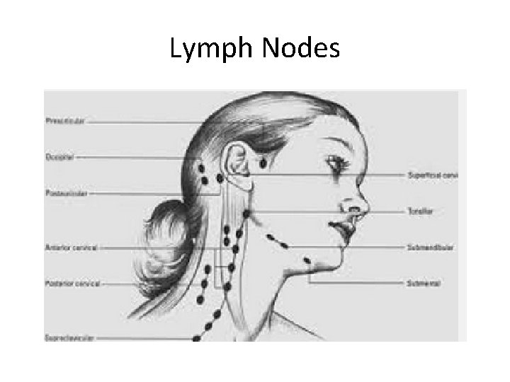Lymph Nodes 