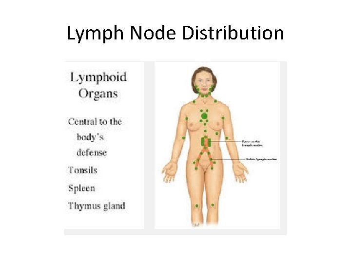 Lymph Node Distribution 