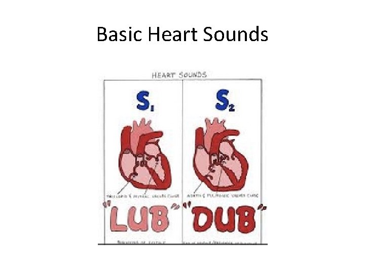 Basic Heart Sounds 