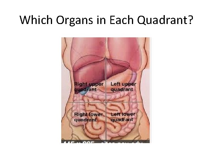 Which Organs in Each Quadrant? 