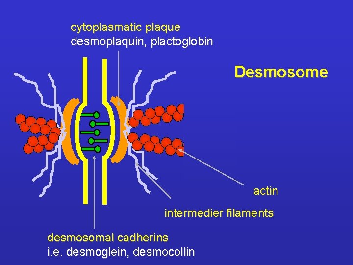cytoplasmatic plaque desmoplaquin, plactoglobin Desmosome actin intermedier filaments desmosomal cadherins i. e. desmoglein, desmocollin