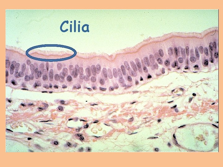 Cilia 