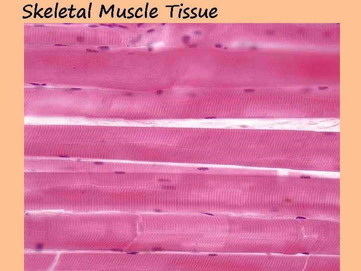 Skeletal Muscle Tissue 