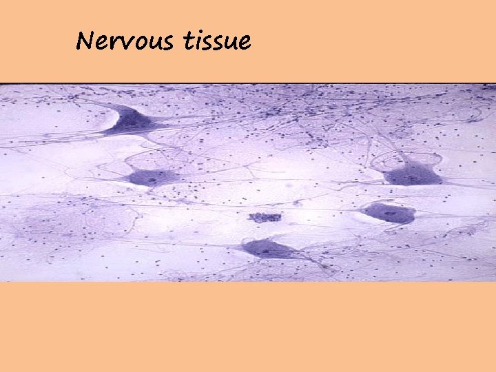 Nervous tissue 