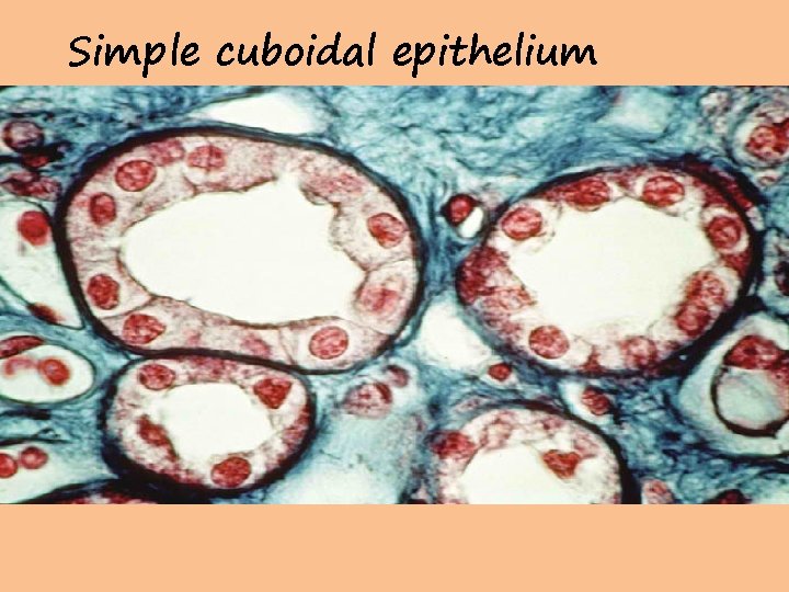 Simple cuboidal epithelium 