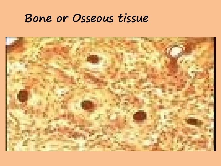 Bone or Osseous tissue 