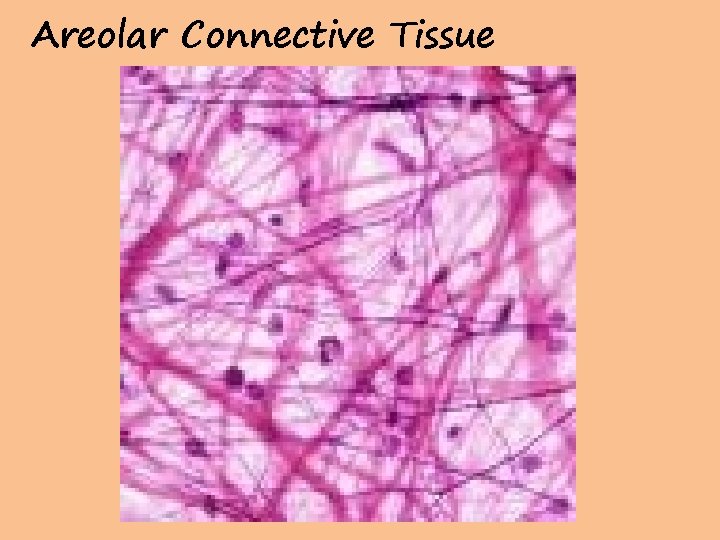 Areolar Connective Tissue 